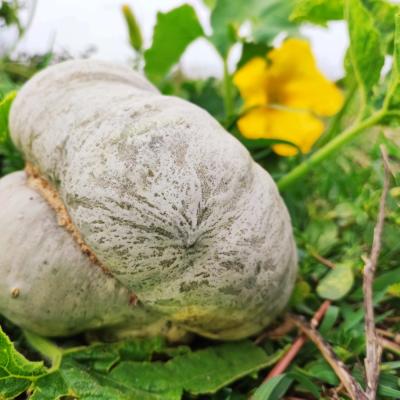 Zucca Cappello da Prete