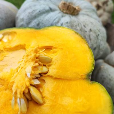 Zucca Cappello da Prete