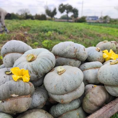 Zucca Cappello da Prete