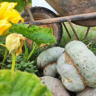 Zucca Cappello da Prete