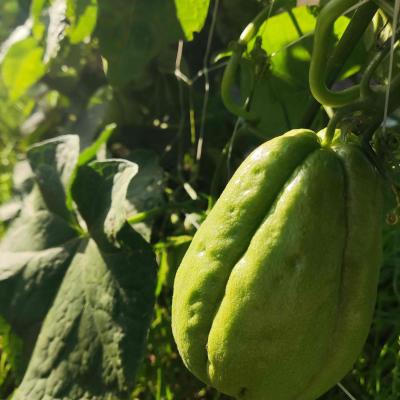 Chayote