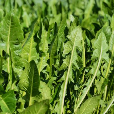 Cicoria Catalogna &  Puntarelle