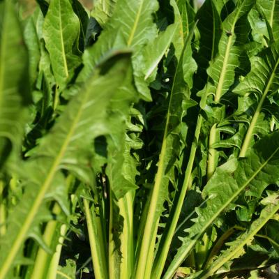 Cicoria Catalogna &  Puntarelle