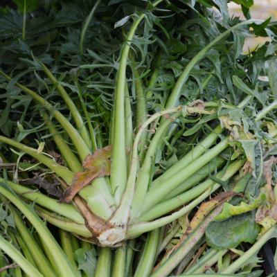 Cicoria Catalogna &  Puntarelle