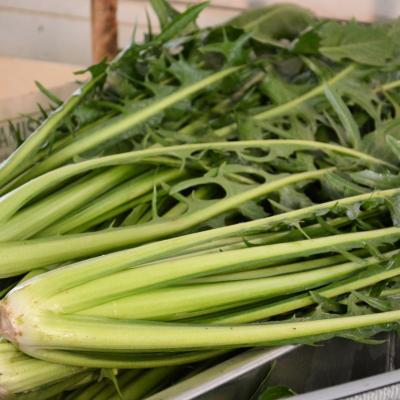 Cicoria Catalogna &  Puntarelle