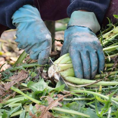 Cicoria Catalogna &  Puntarelle
