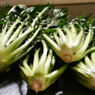 Cicoria Catalogna &  Puntarelle