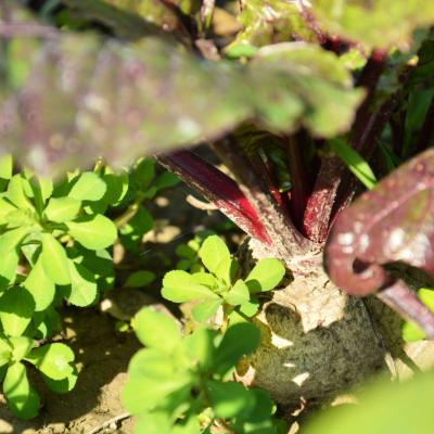 RED AND CHIOGGIA TURNIPS