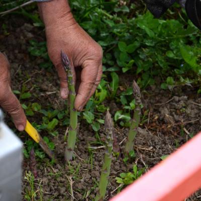 Asparagi El Tamiso