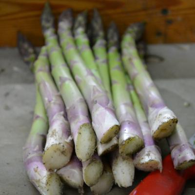 ASPARAGI El Tamiso