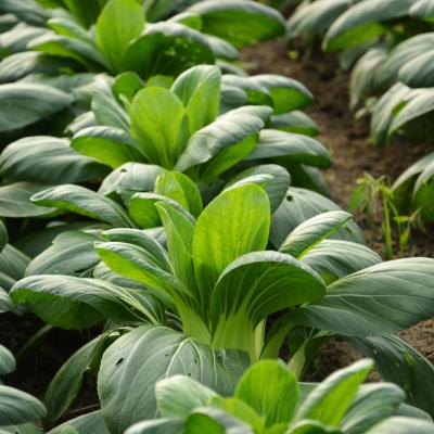 Pak-choi