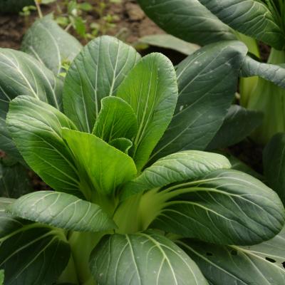 Pak-choi
