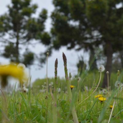 Asparagi El Tamiso
