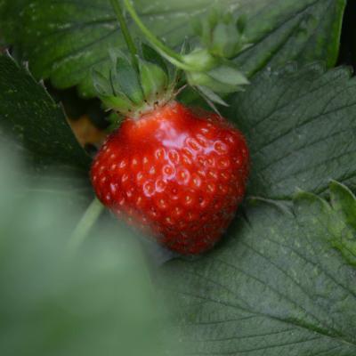 FRAGOLE
