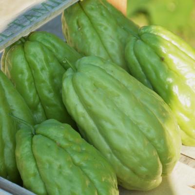 Chayote
