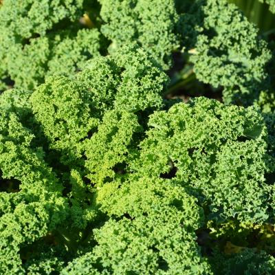 Curly Cabbage
