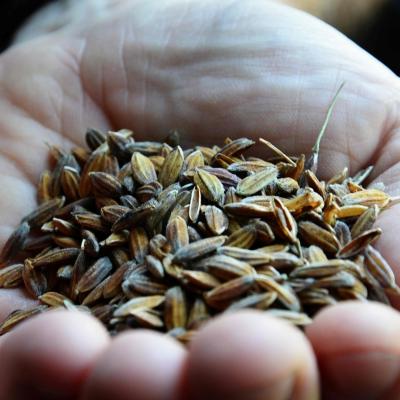 Il Riso El Tamiso: Biodistretto del Riso Piemontese