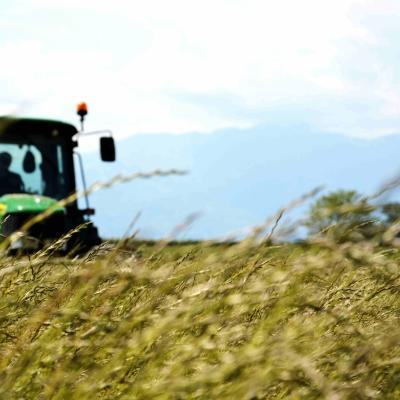 Il Riso El Tamiso: Biodistretto del Riso Piemontese