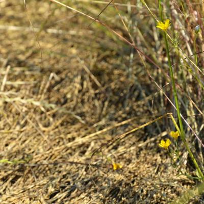 Il Riso El Tamiso: Biodistretto del Riso Piemontese