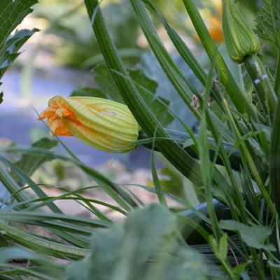 ZUCCHINI
