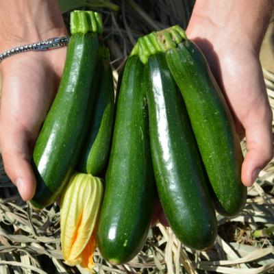 ZUCCHINI