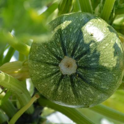 ZUCCHINI