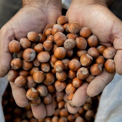 "NOCCIOLA PIEMONTE IGP" TOSTATA BIO