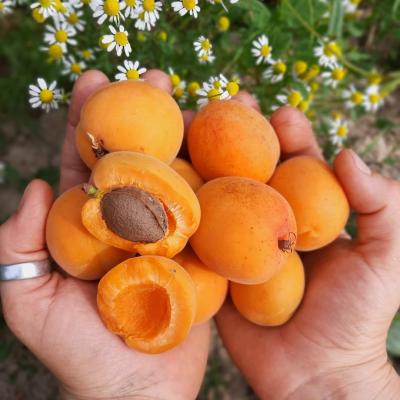 APRICOTS