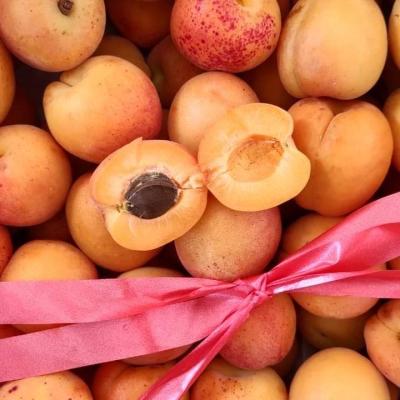 APRICOTS