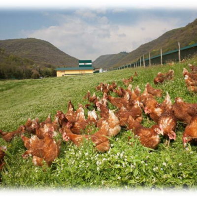 Uova di Collina