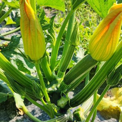 ZUCCHINE