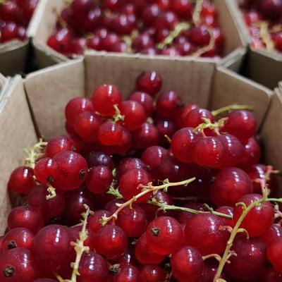 RIBES E MIRTILLI