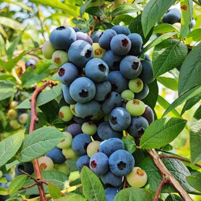 RIBES E MIRTILLI