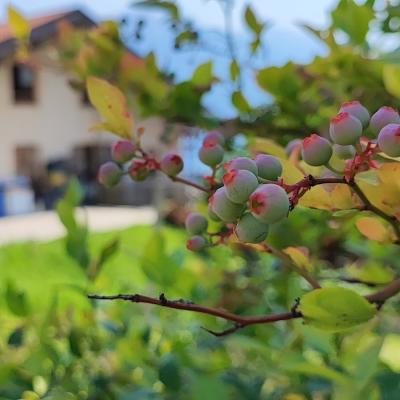 RIBES E MIRTILLI