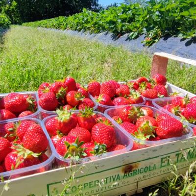 FRAGOLE