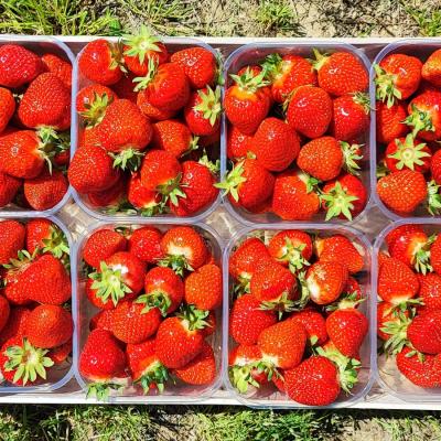 FRAGOLE