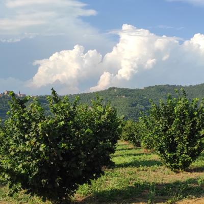 "NOCCIOLA PIEMONTE IGP" TOSTATA BIO