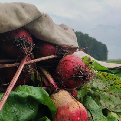 ROTE UND CHIOGGIA-RÜBEN