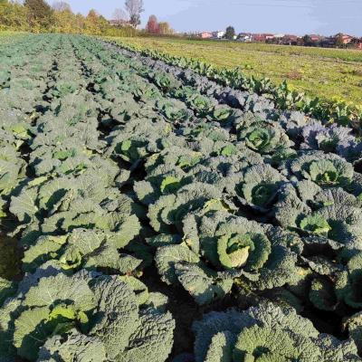 Kohl und Wirsing