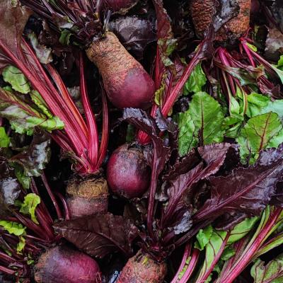 ROTE UND CHIOGGIA-RÜBEN