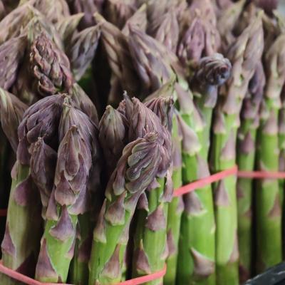 Asparagi El Tamiso