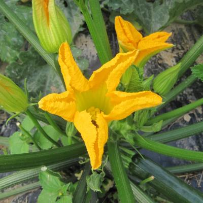 ZUCCHINE
