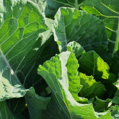 BROCCOLO PADOVANO
