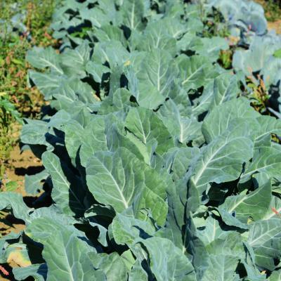 BROCCOLO PADOVANO