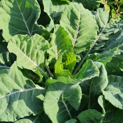 BROCCOLO PADOVANO