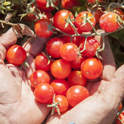 Salse di Pomodoro