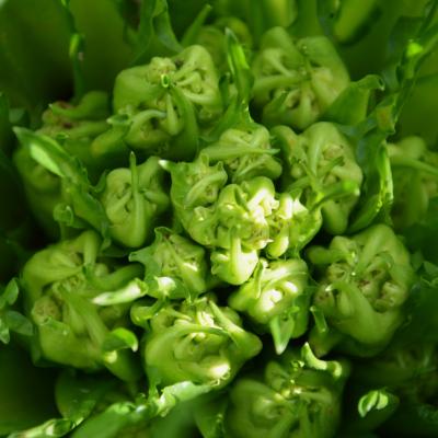 Cicoria Catalogna &  Puntarelle