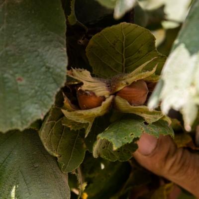 "NOCCIOLA PIEMONTE IGP" TOSTATA BIO