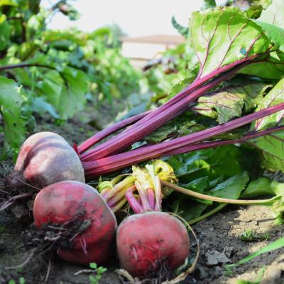 ROTE UND CHIOGGIA-RÜBEN