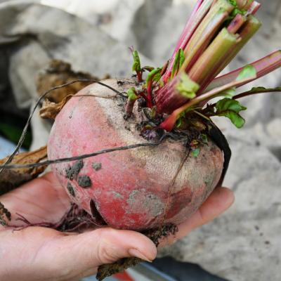 ROTE UND CHIOGGIA-RÜBEN